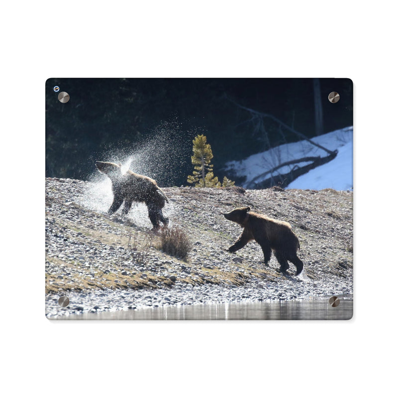 Huey Life Alaska Grizzly Cubs Acrylic Wall Art Panels, 14"x11" - Huey's Sales